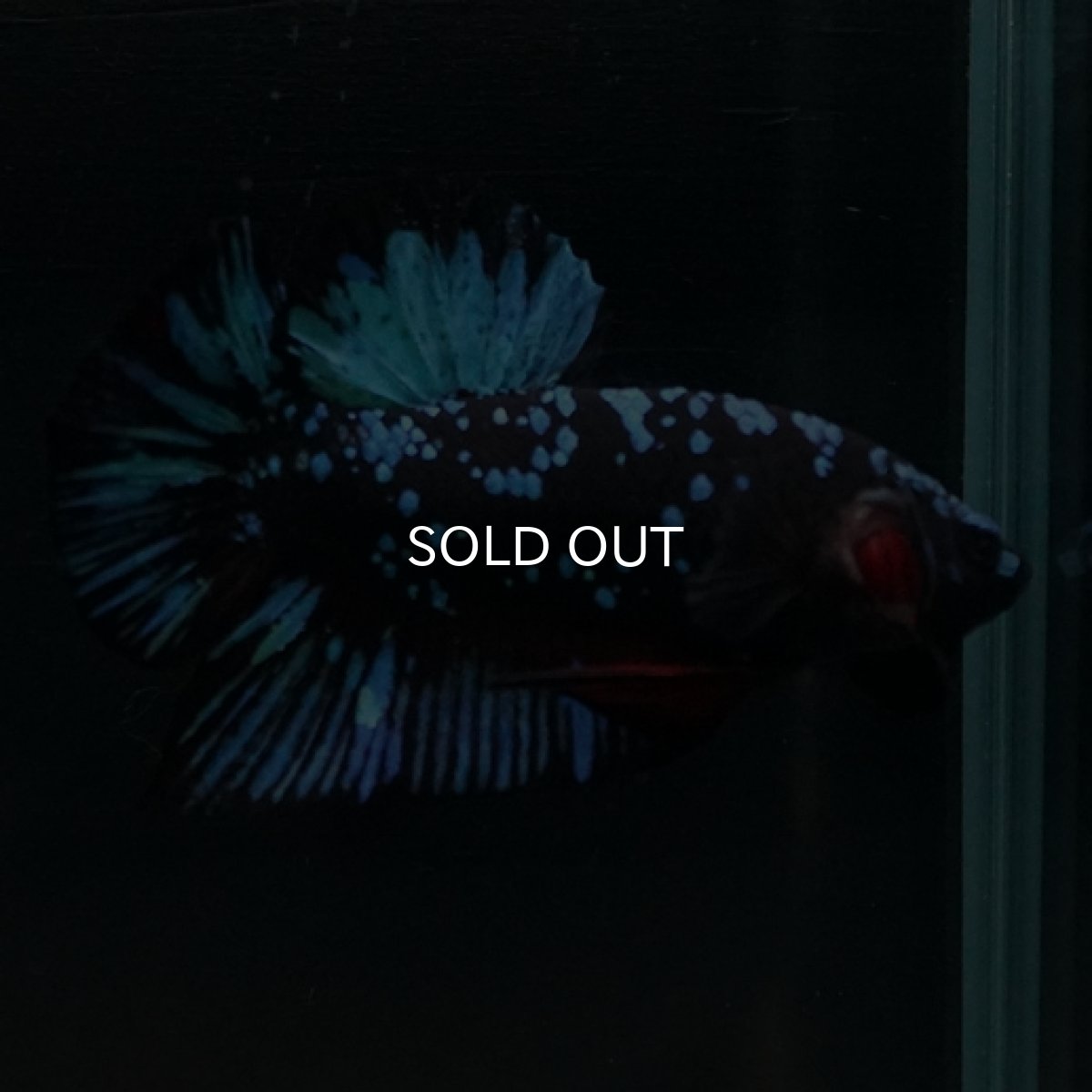 画像7: HMPK　ブルーブラックギャラクシー (7)