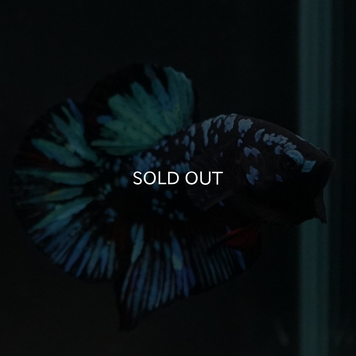 画像6: HMPK　ブルーブラックギャラクシー (6)