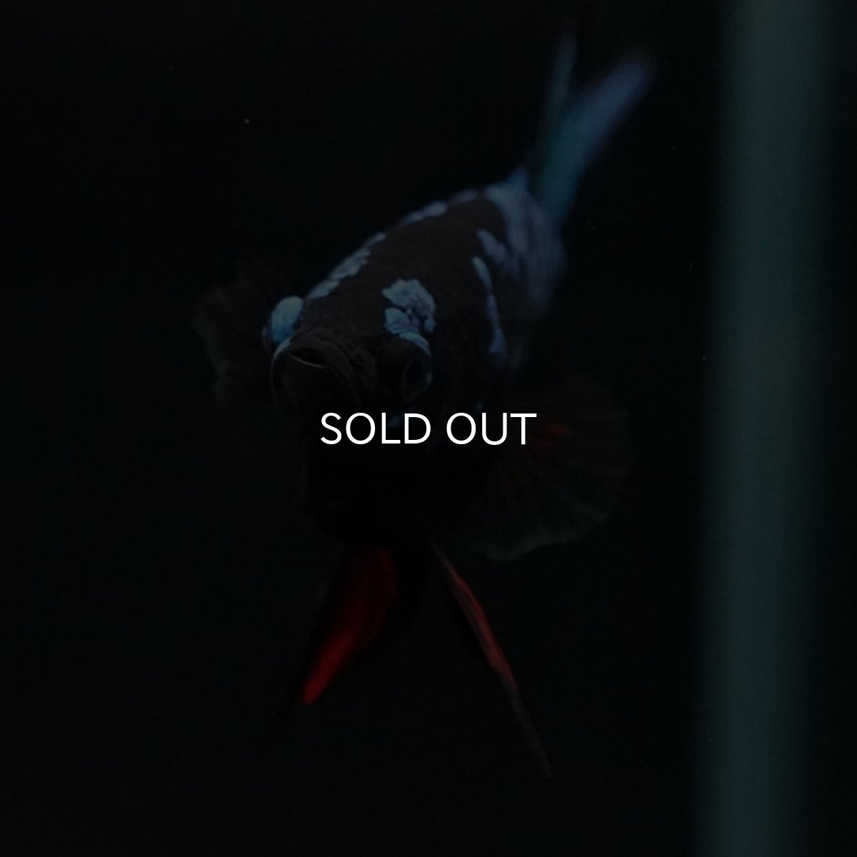 画像5: HMPK　ブルーブラックギャラクシー (5)