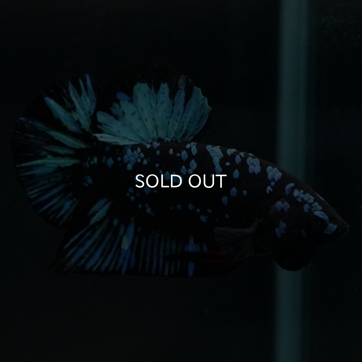 画像4: HMPK　ブルーブラックギャラクシー (4)