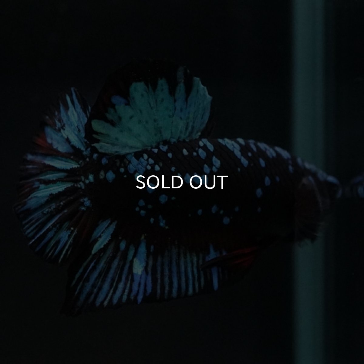 画像3: HMPK　ブルーブラックギャラクシー (3)