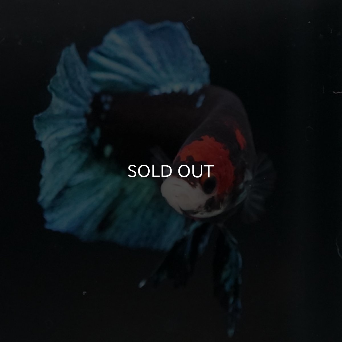 画像2: HMPK　鯉　変わり柄 (2)