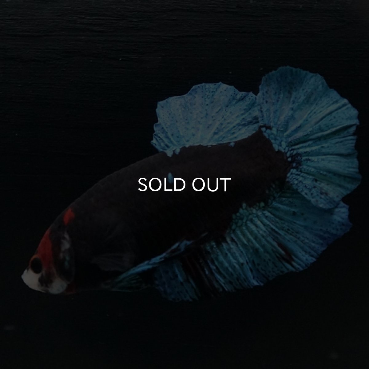 画像9: HMPK　鯉　変わり柄 (9)