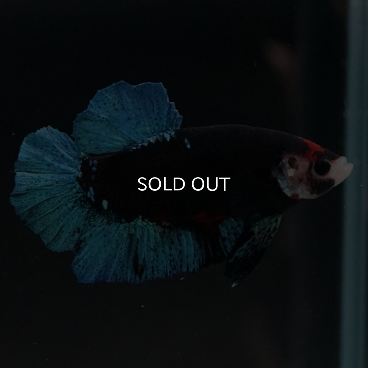 画像8: HMPK　鯉　変わり柄 (8)