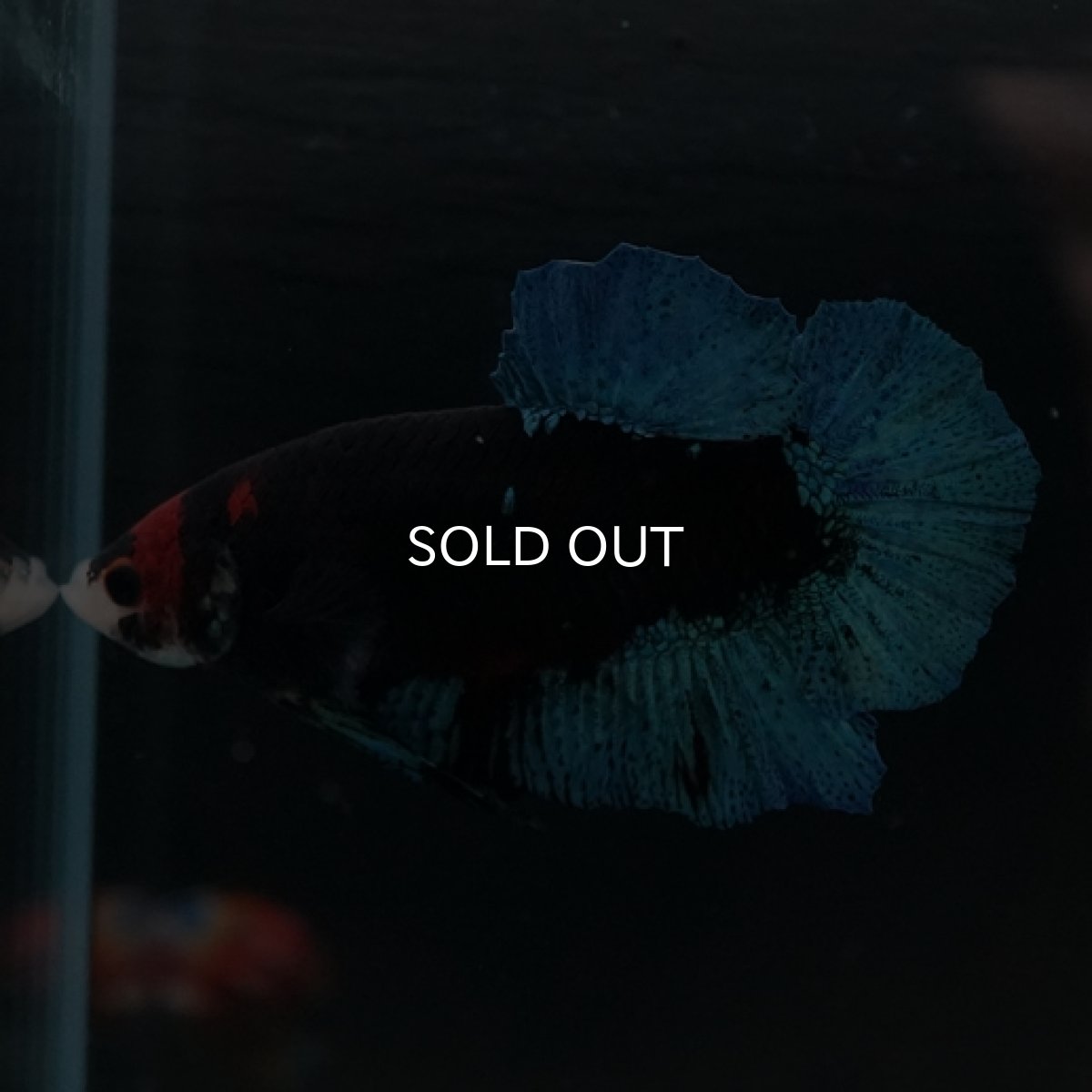 画像7: HMPK　鯉　変わり柄 (7)