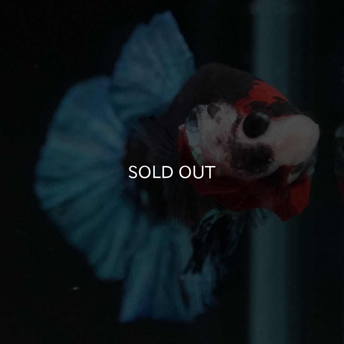 画像3: HMPK　鯉　変わり柄 (3)