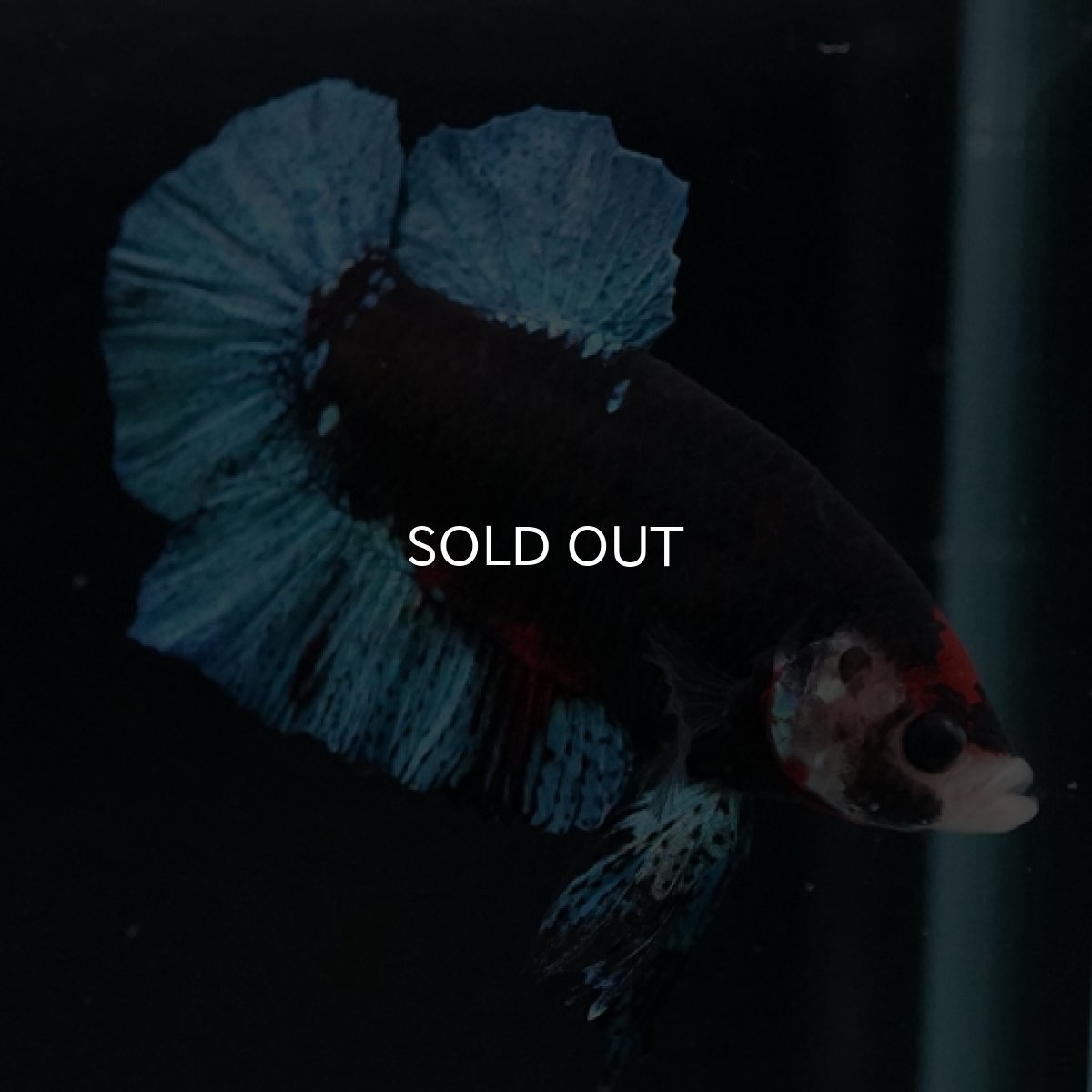 画像5: HMPK　鯉　変わり柄 (5)