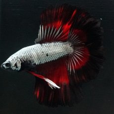 画像8: DTHM　ブラックレッドドラゴン (8)