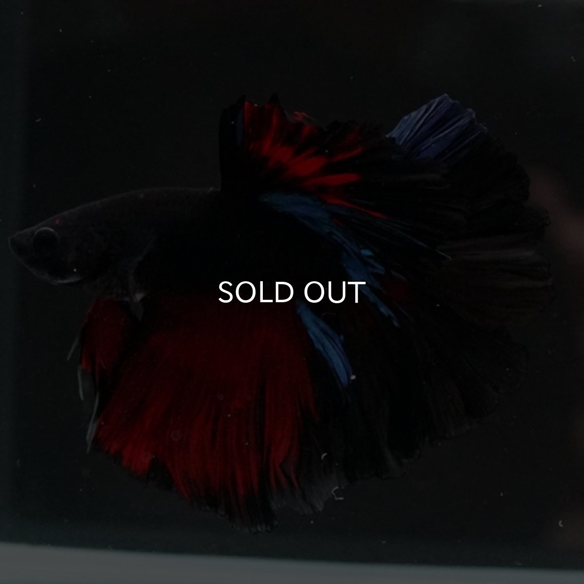 画像7: HM ブラックスター ローズテール (7)