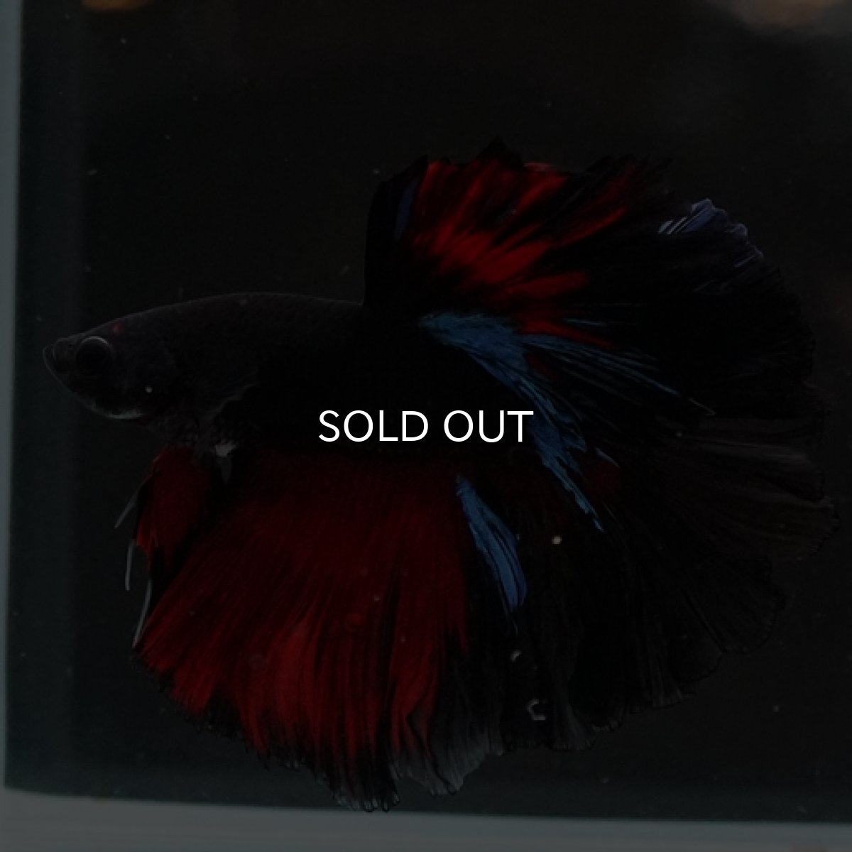 画像6: HM ブラックスター ローズテール (6)