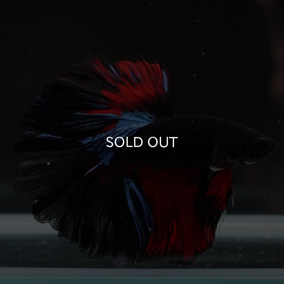 画像5: HM ブラックスター ローズテール (5)