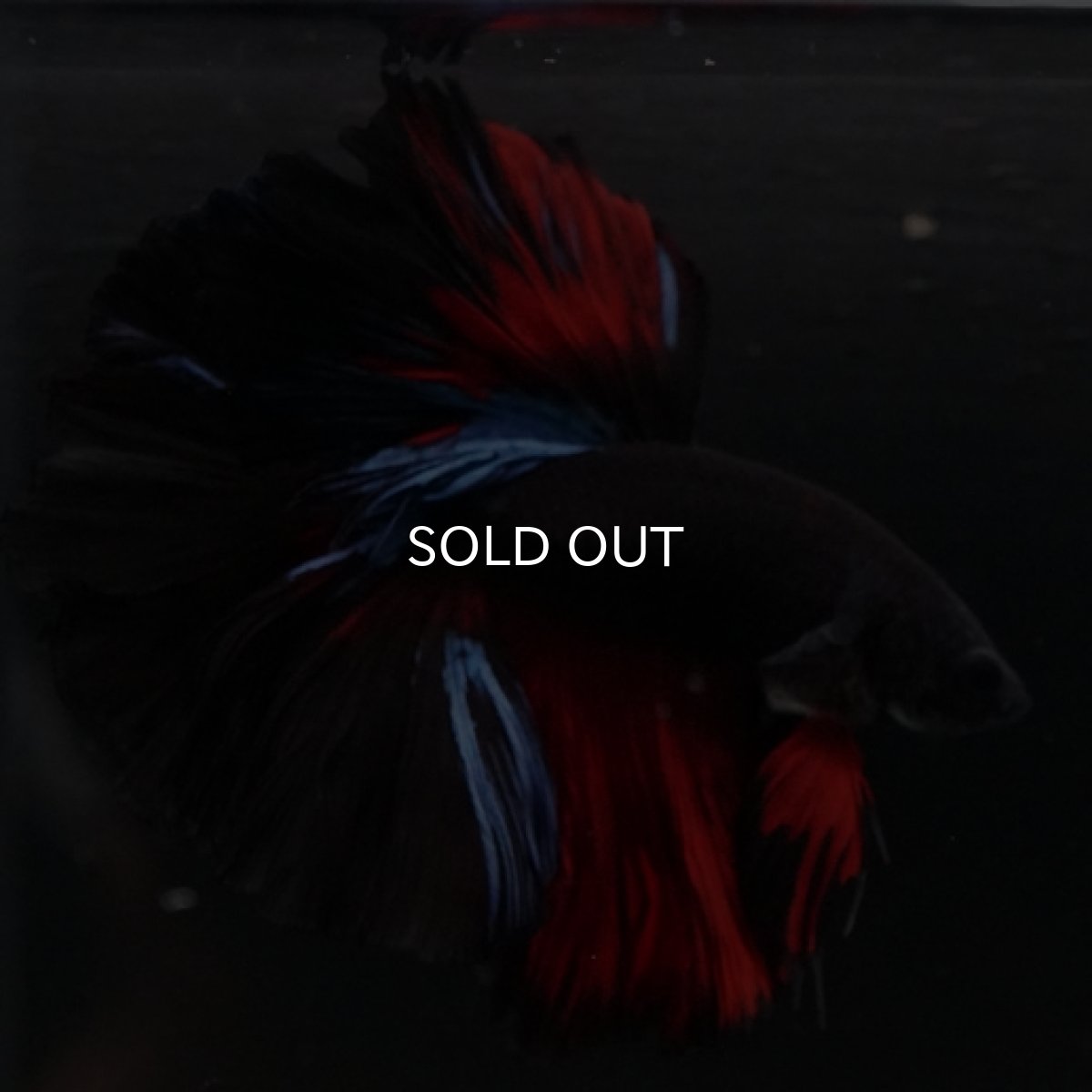 画像4: HM ブラックスター ローズテール (4)