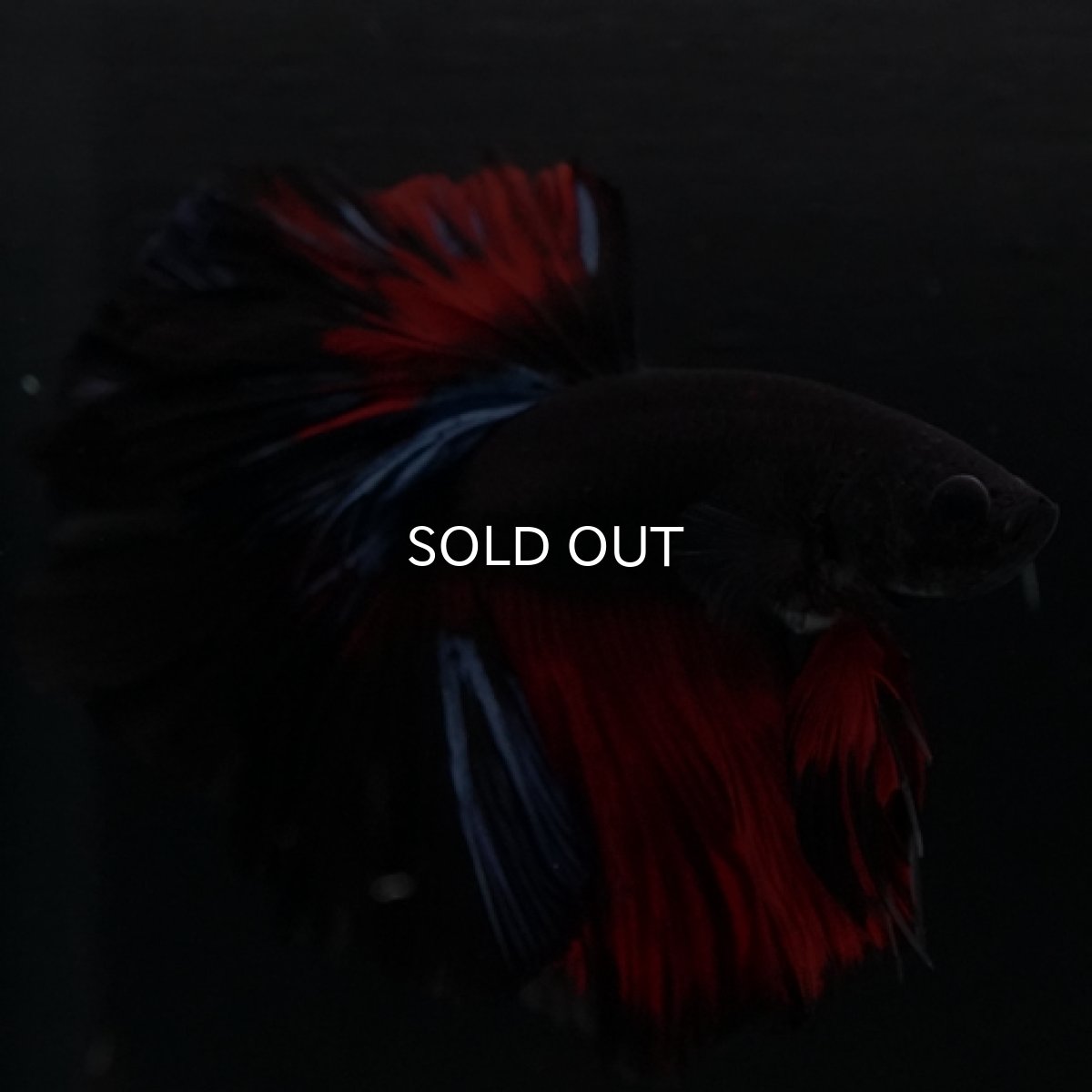 画像3: HM ブラックスター ローズテール (3)