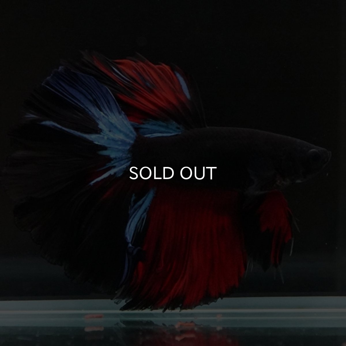 画像2: HM ブラックスター ローズテール (2)