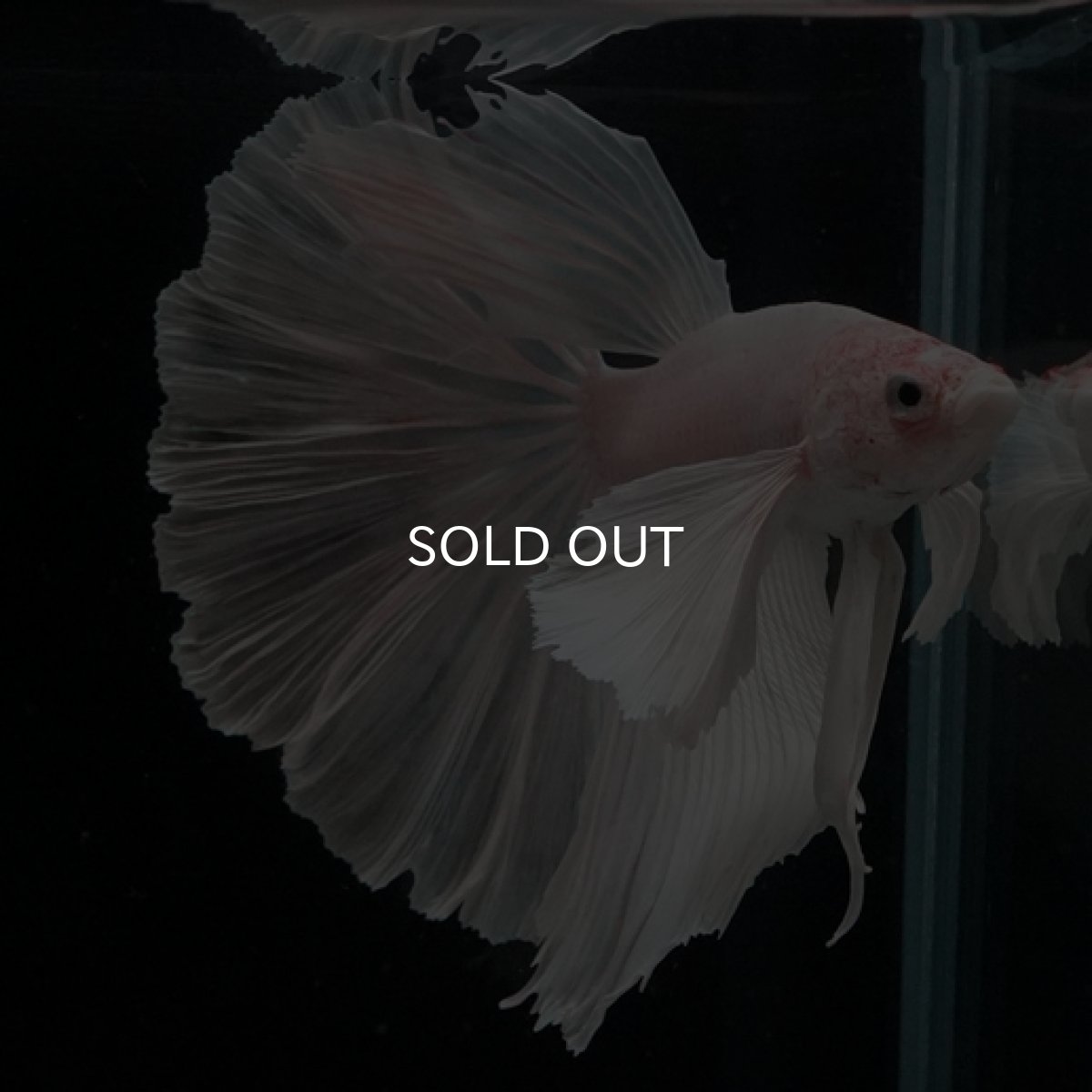 画像9: HM ホワイトダンボ (9)