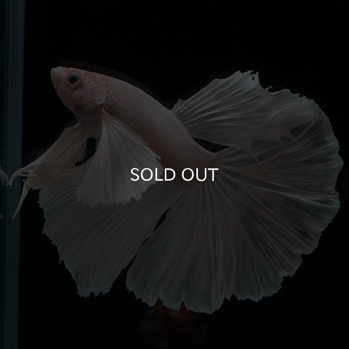 画像8: HM ホワイトダンボ (8)