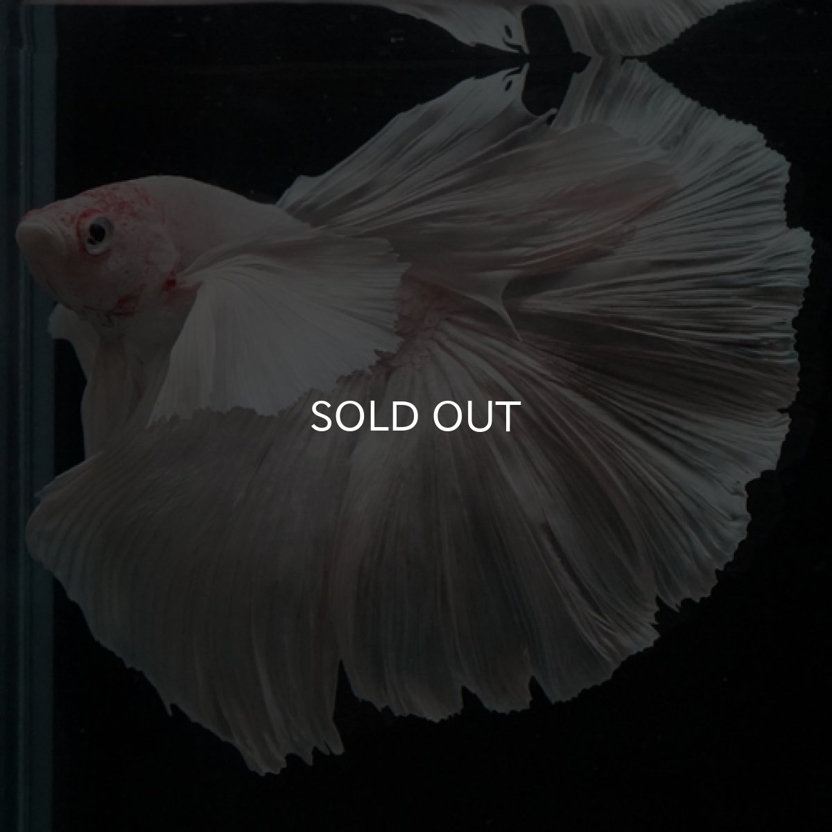 画像7: HM ホワイトダンボ (7)