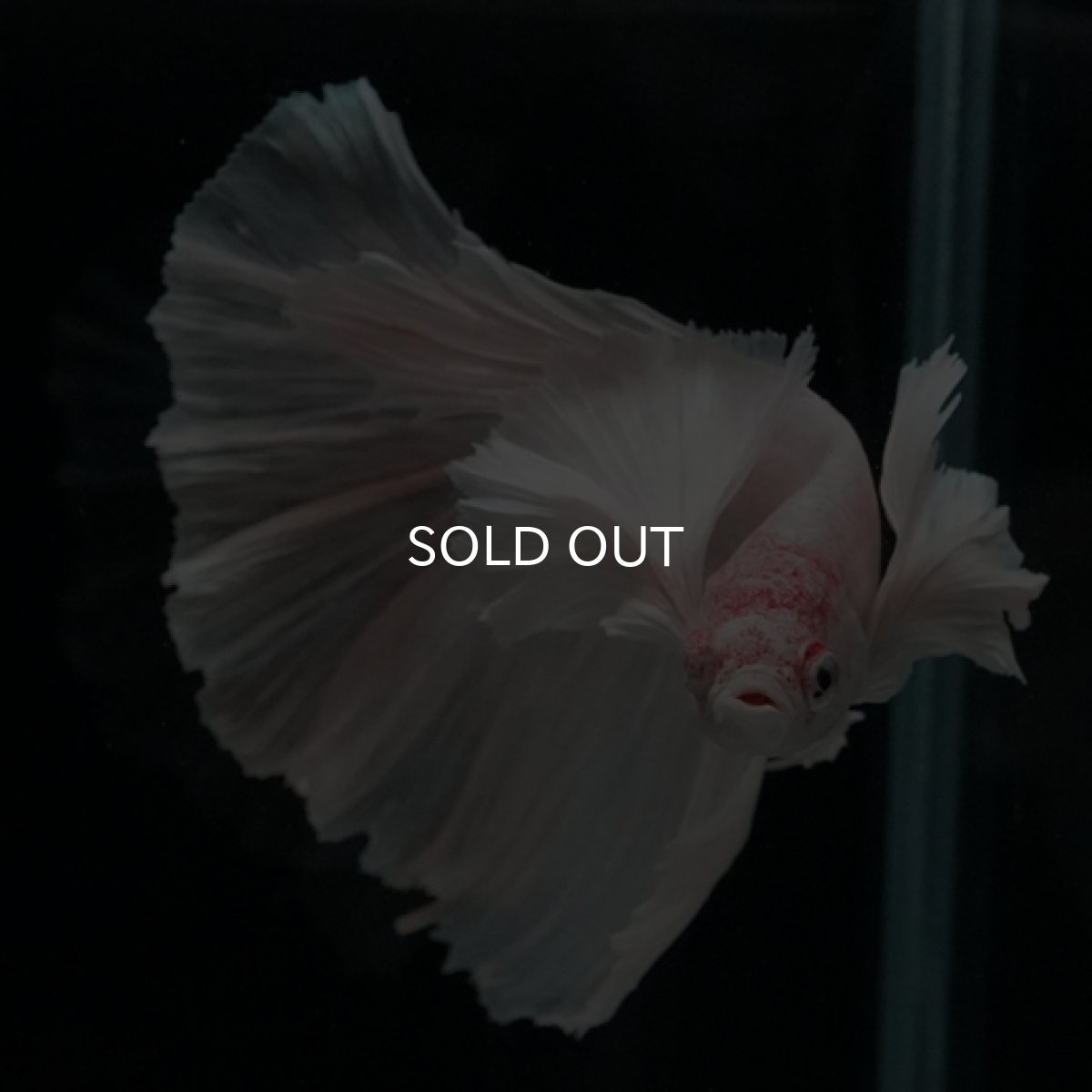 画像6: HM ホワイトダンボ (6)