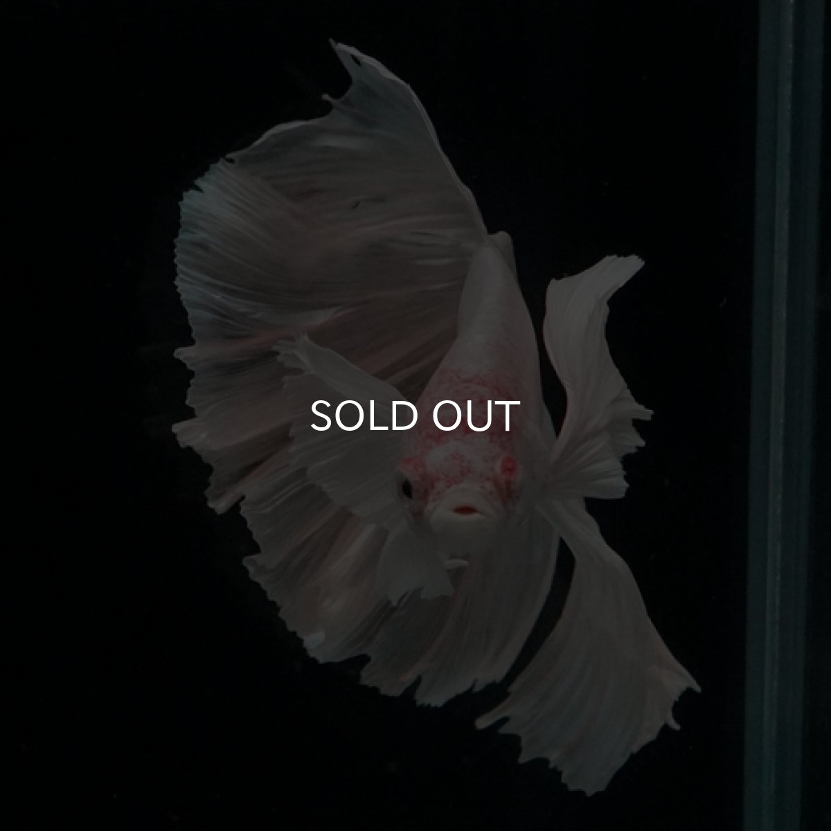 画像5: HM ホワイトダンボ (5)