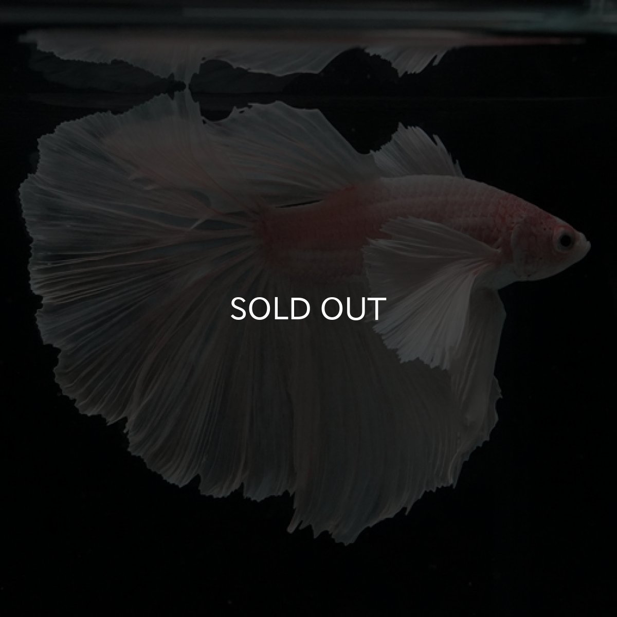 画像4: HM ホワイトダンボ (4)