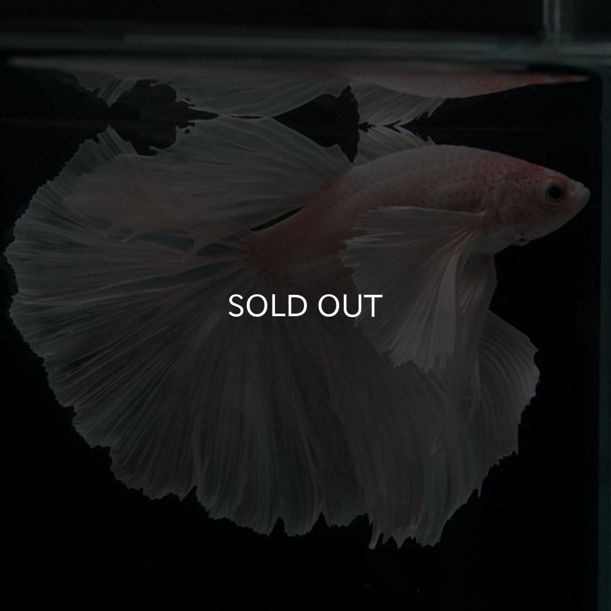 画像3: HM ホワイトダンボ (3)