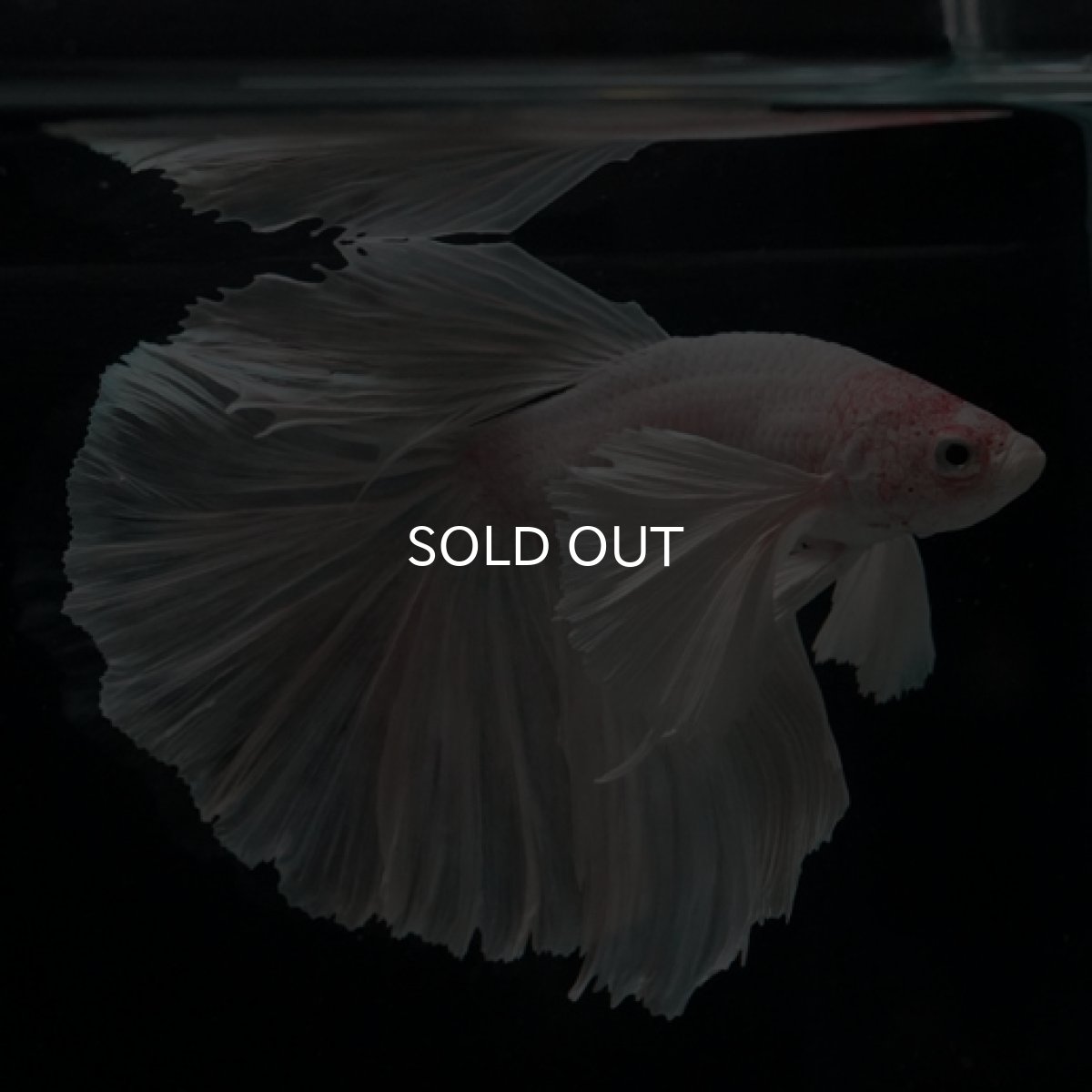 画像2: HM ホワイトダンボ (2)