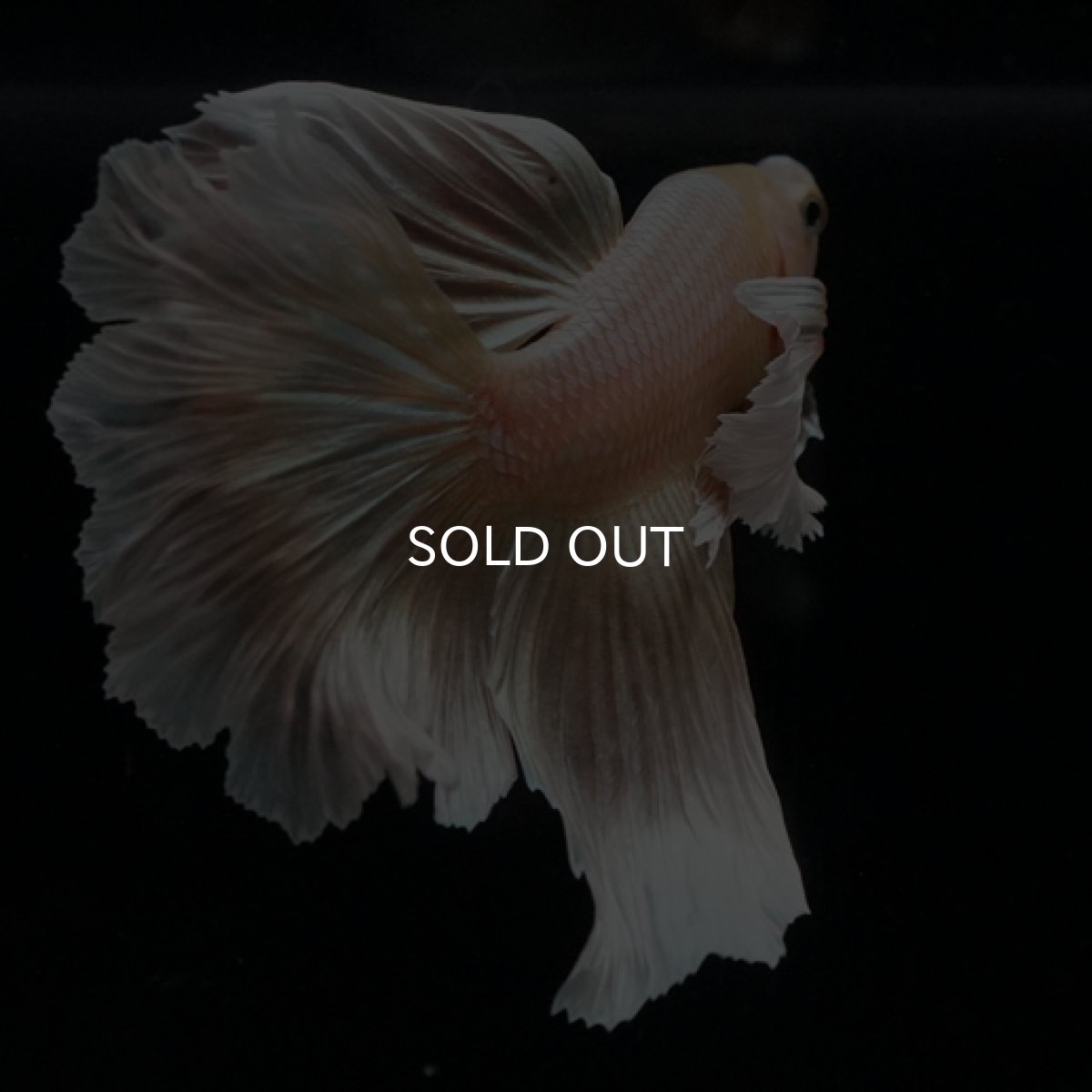 画像3: HM ゴールドダンボ フェザーテール (3)