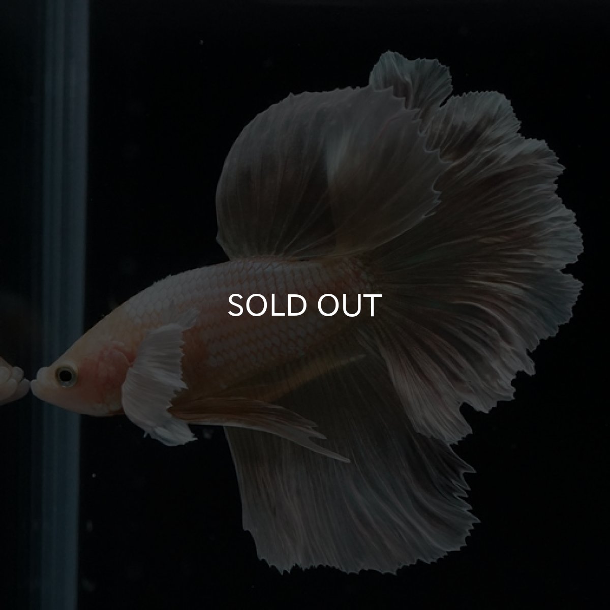 画像17: HM ゴールドダンボ フェザーテール (17)