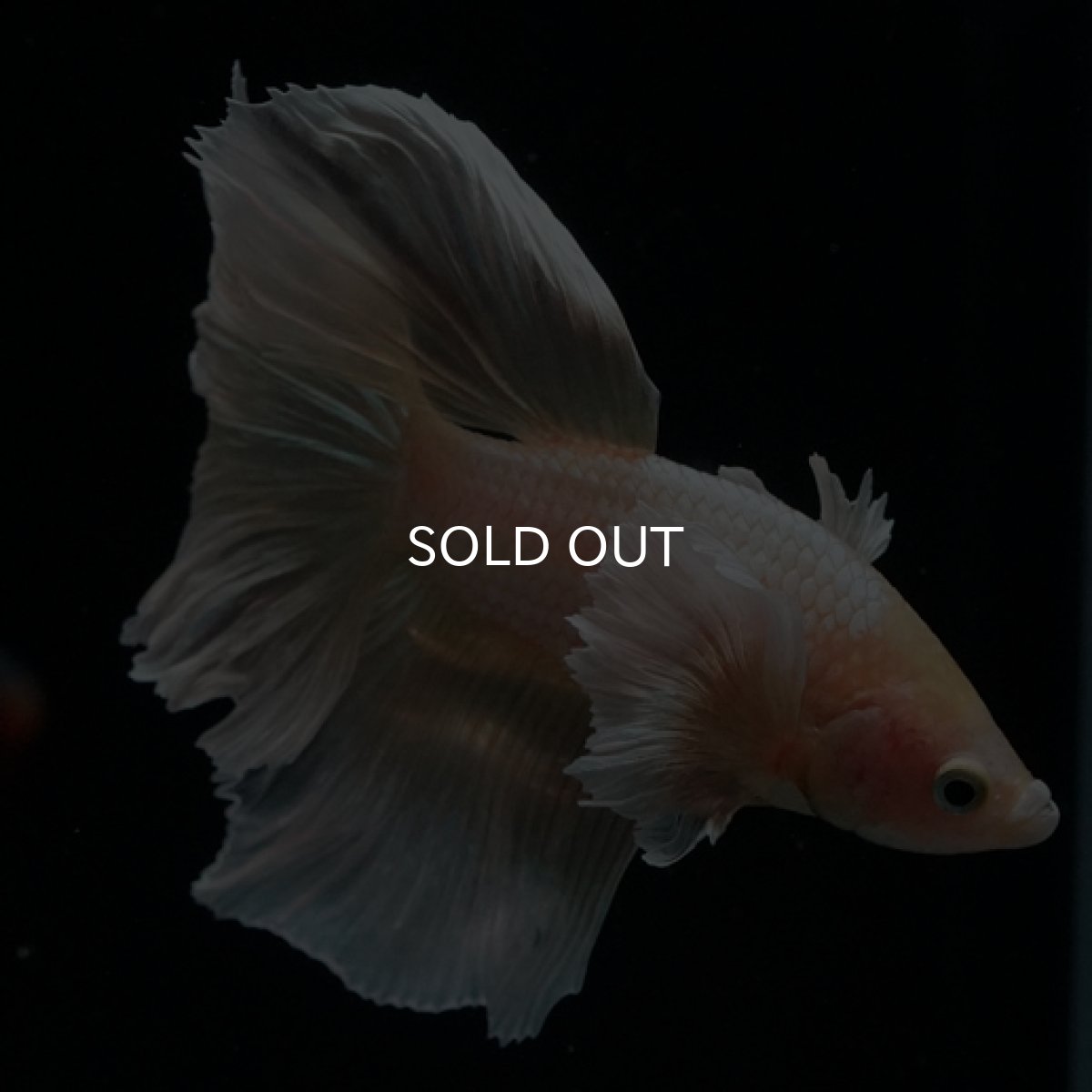 画像16: HM ゴールドダンボ フェザーテール (16)