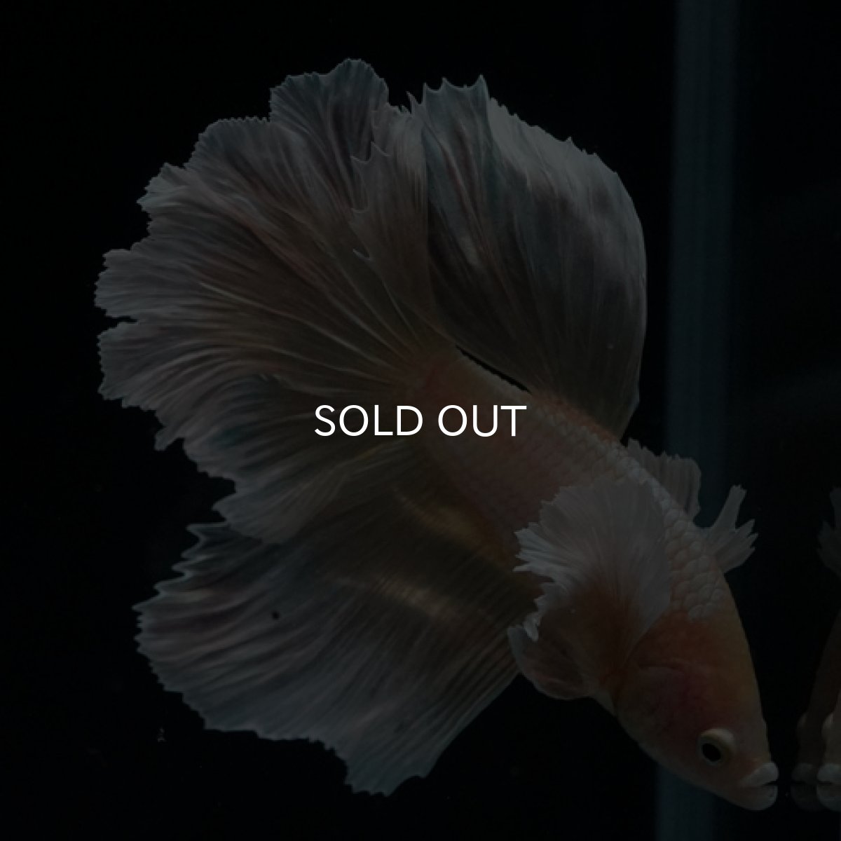 画像15: HM ゴールドダンボ フェザーテール (15)