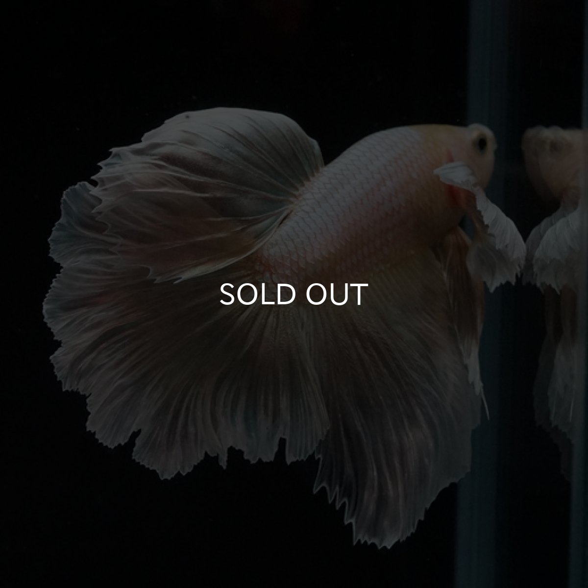 画像14: HM ゴールドダンボ フェザーテール (14)