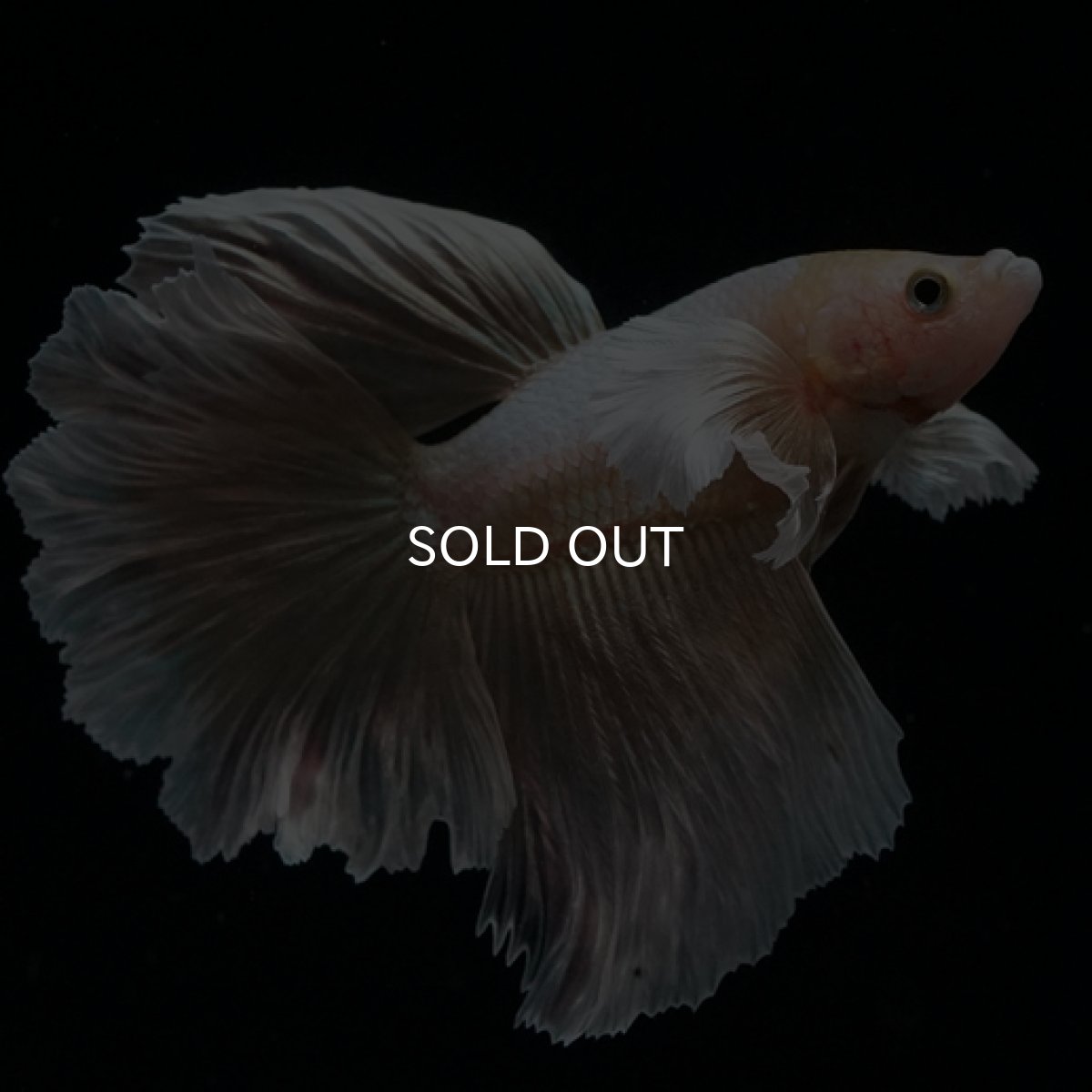 画像13: HM ゴールドダンボ フェザーテール (13)