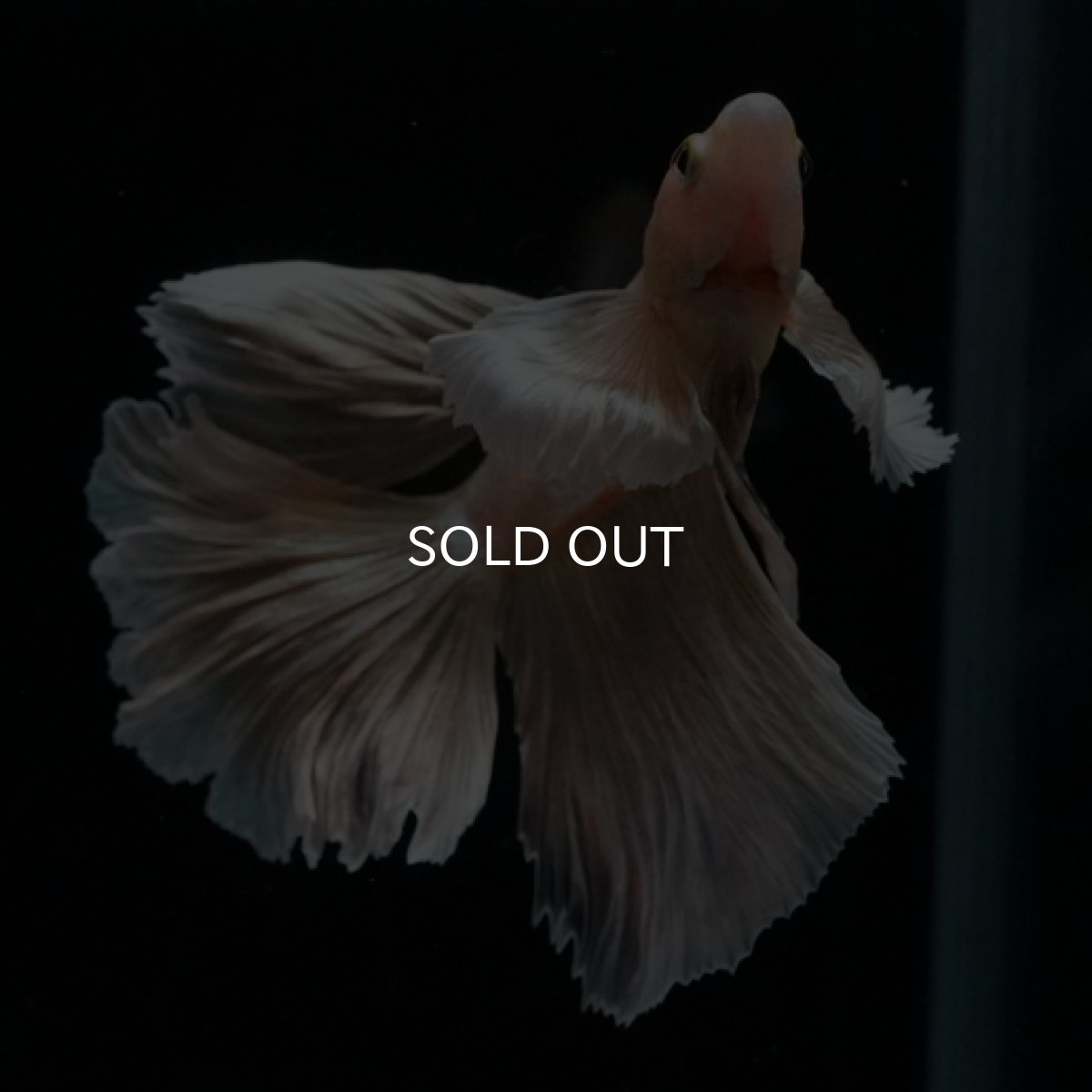 画像12: HM ゴールドダンボ フェザーテール (12)