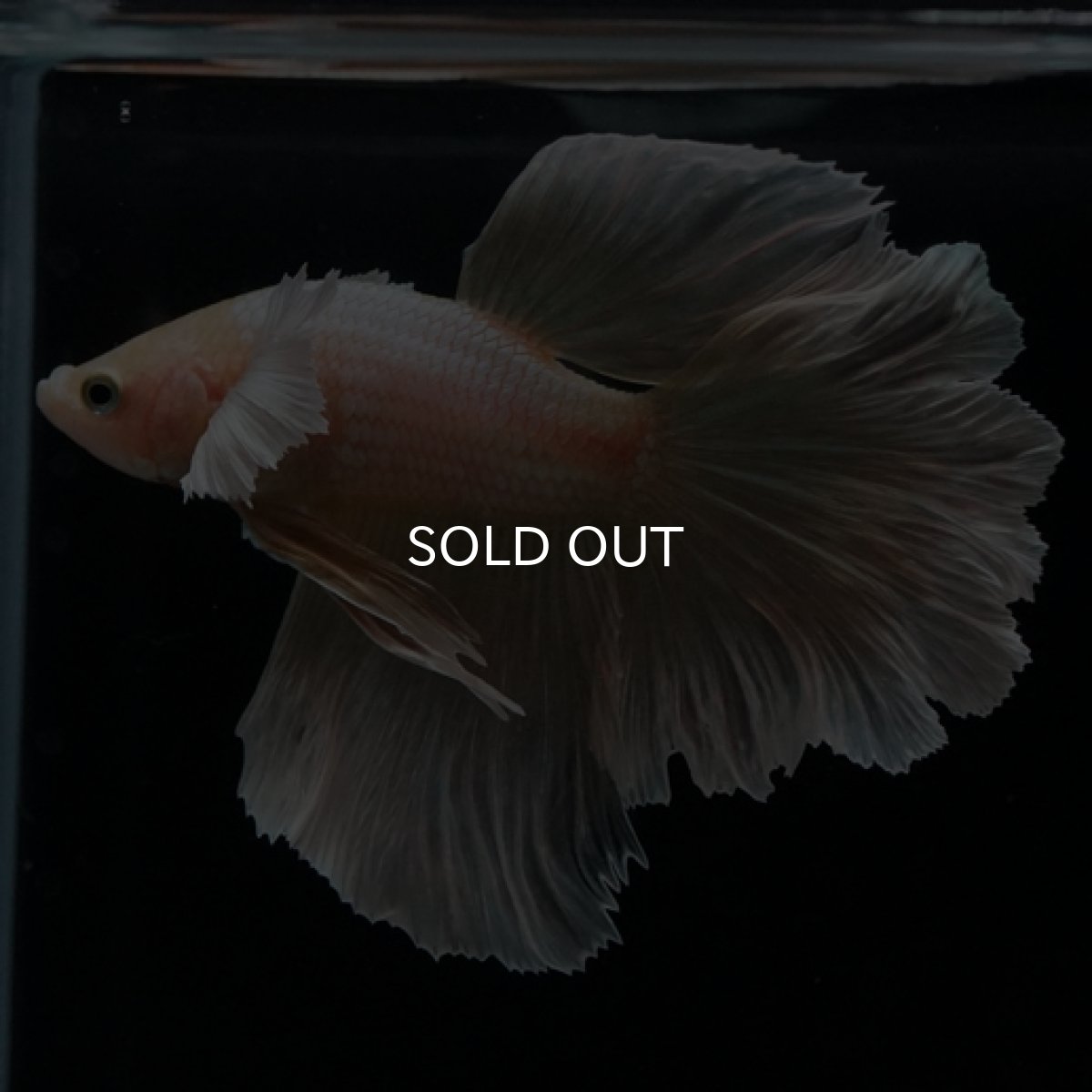 画像11: HM ゴールドダンボ フェザーテール (11)