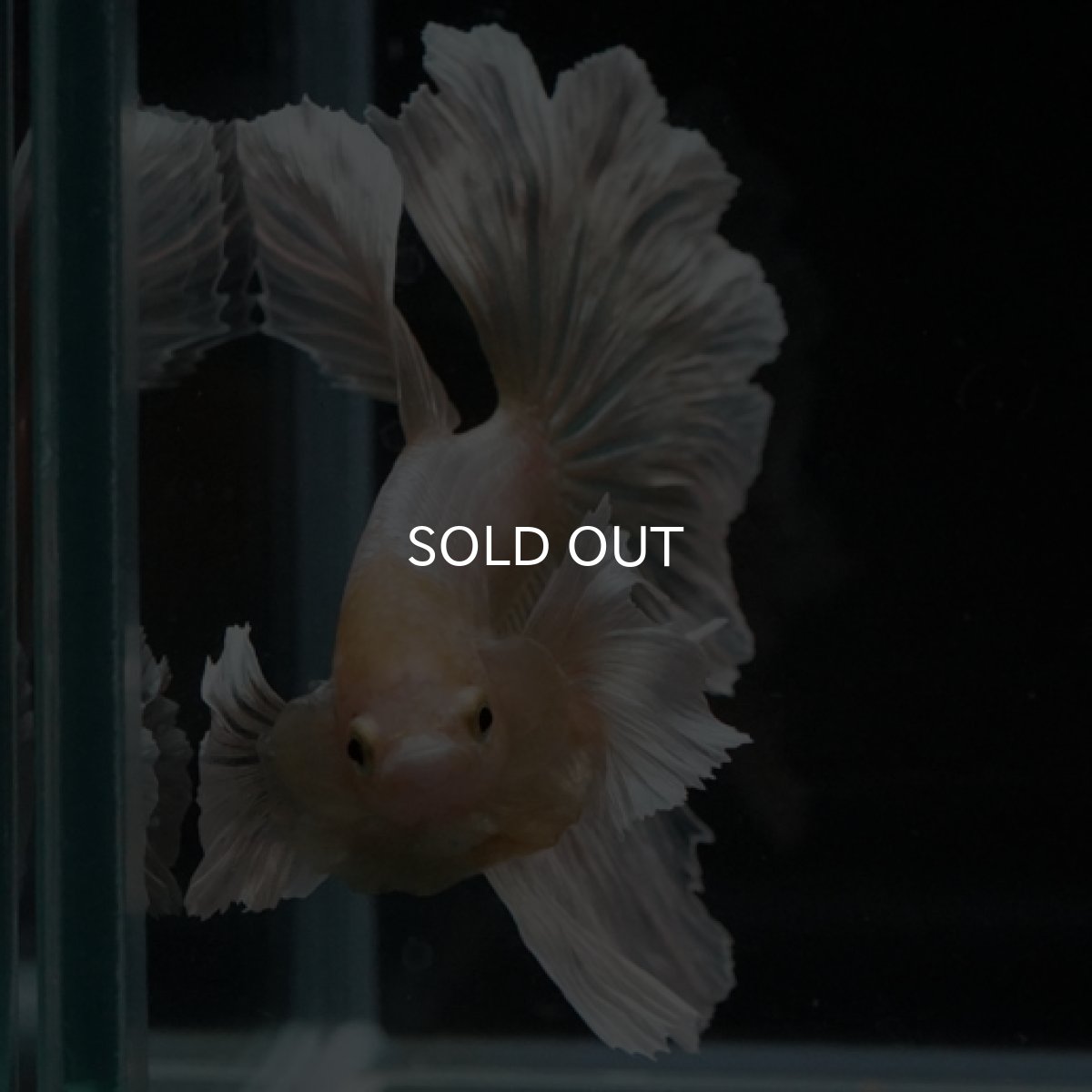 画像2: HM ゴールドダンボ フェザーテール (2)