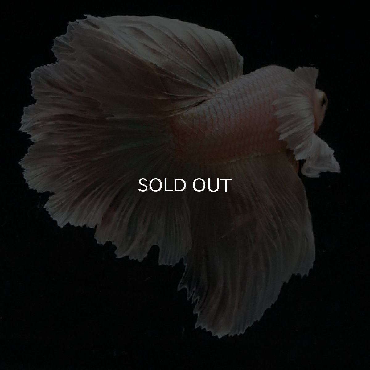 画像10: HM ゴールドダンボ フェザーテール (10)