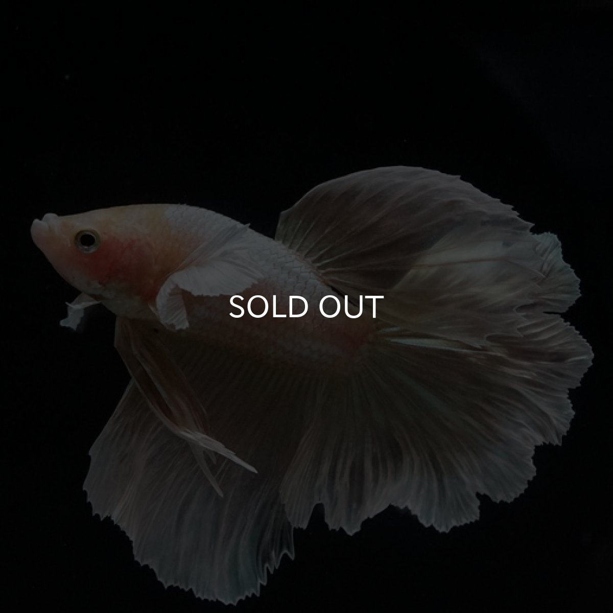 画像9: HM ゴールドダンボ フェザーテール (9)