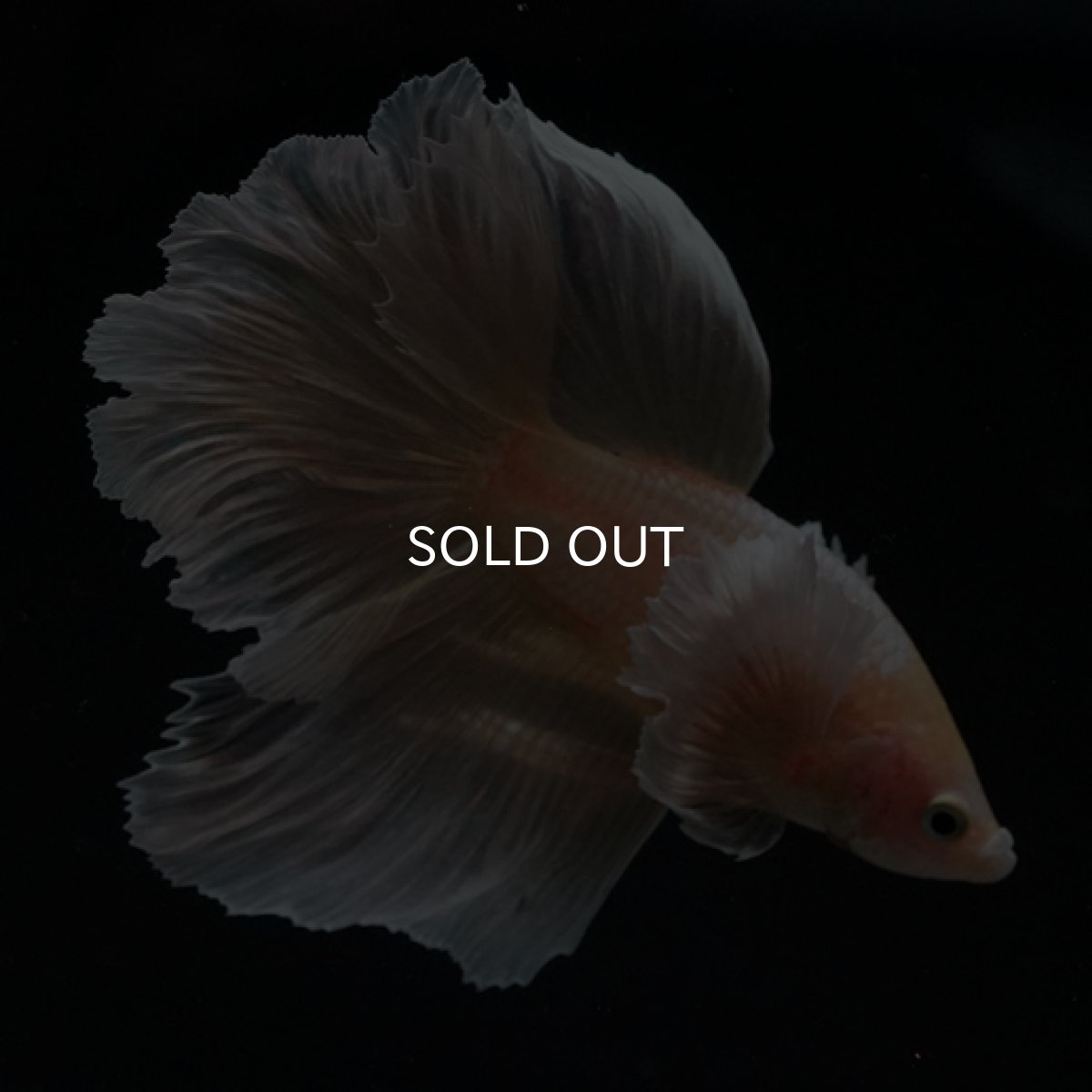 画像8: HM ゴールドダンボ フェザーテール (8)