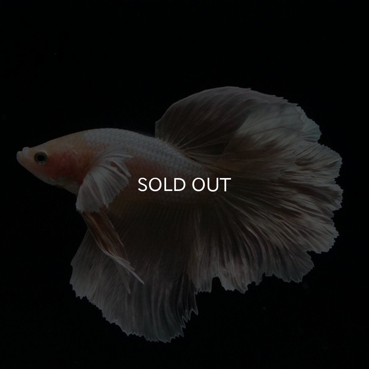 画像7: HM ゴールドダンボ フェザーテール (7)