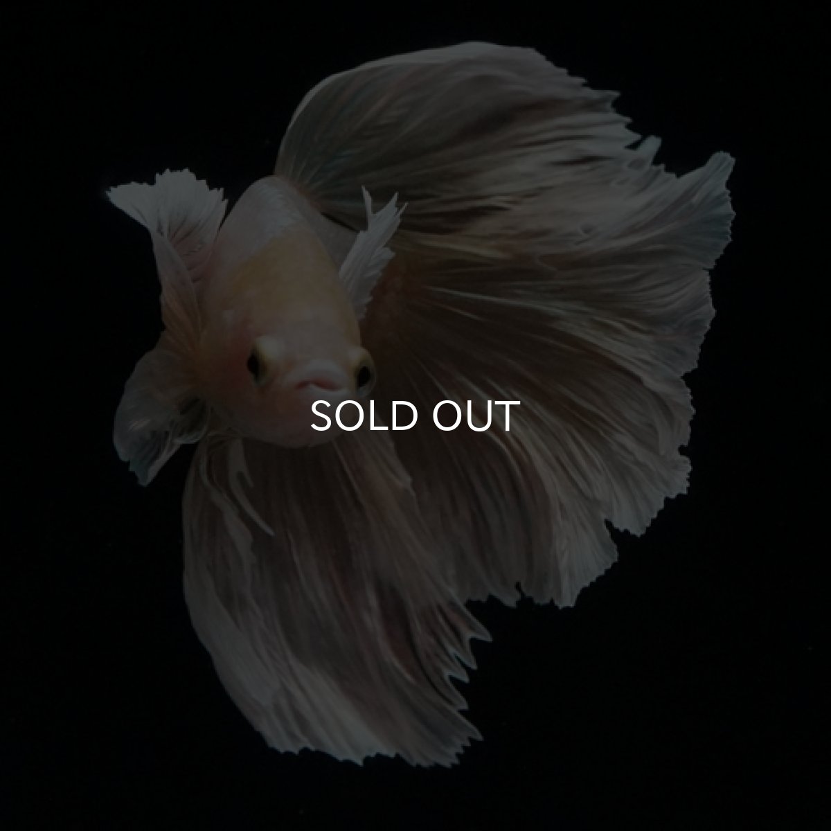 画像6: HM ゴールドダンボ フェザーテール (6)