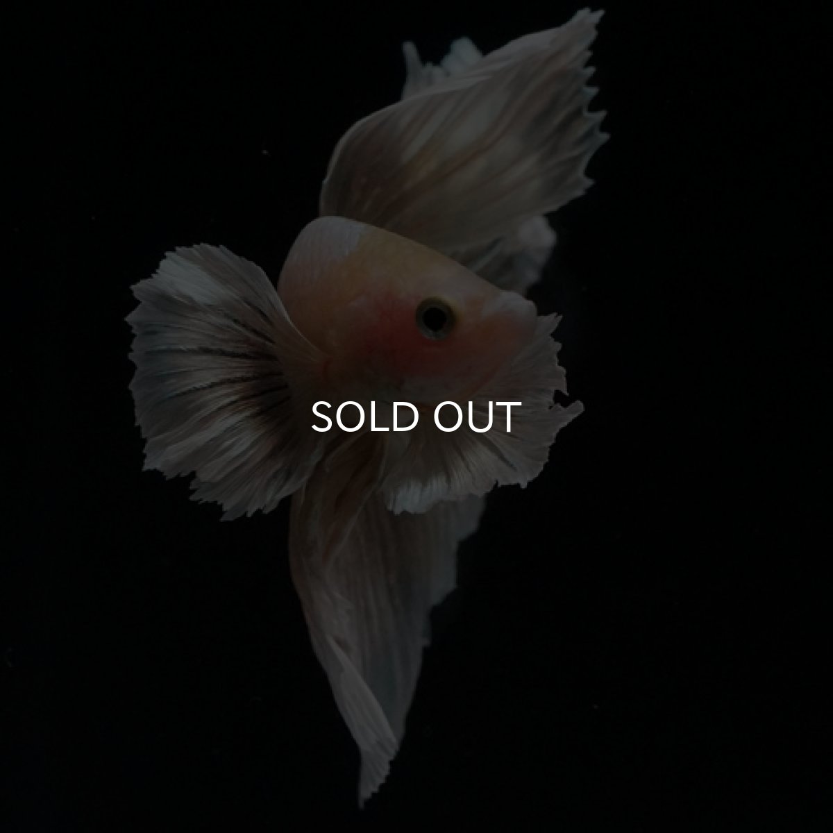 画像5: HM ゴールドダンボ フェザーテール (5)