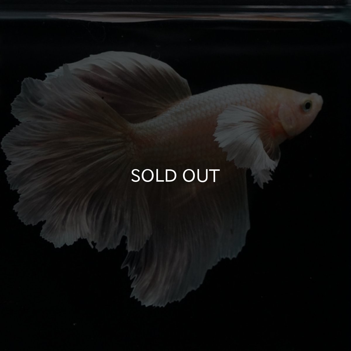 画像4: HM ゴールドダンボ フェザーテール (4)