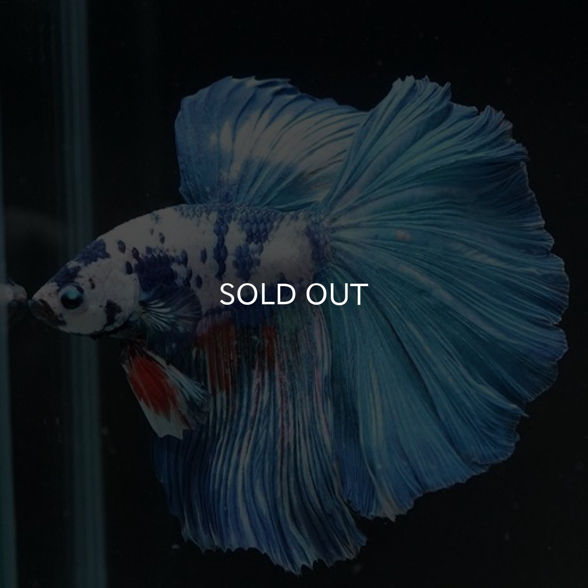 画像3: HM　ホワイトブルーマーブル (3)