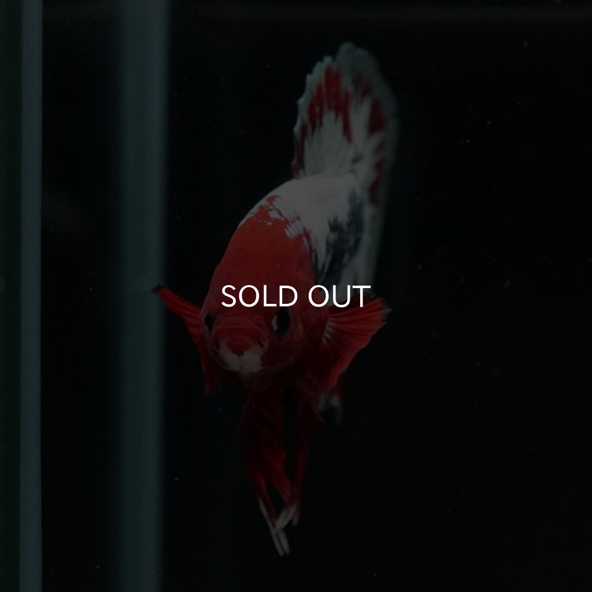 画像2: HMPK　ヘルボーイ (2)