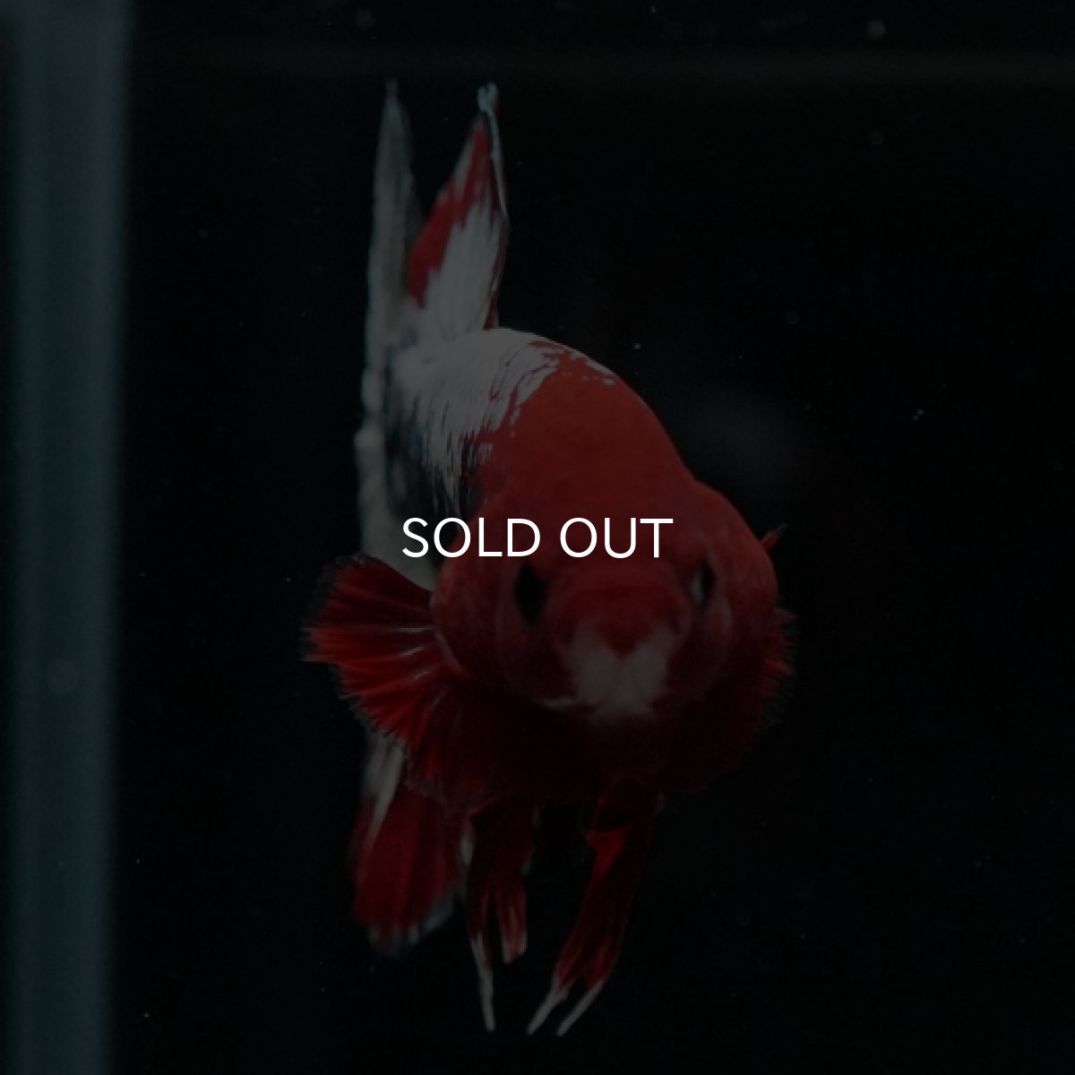 画像10: HMPK　ヘルボーイ (10)