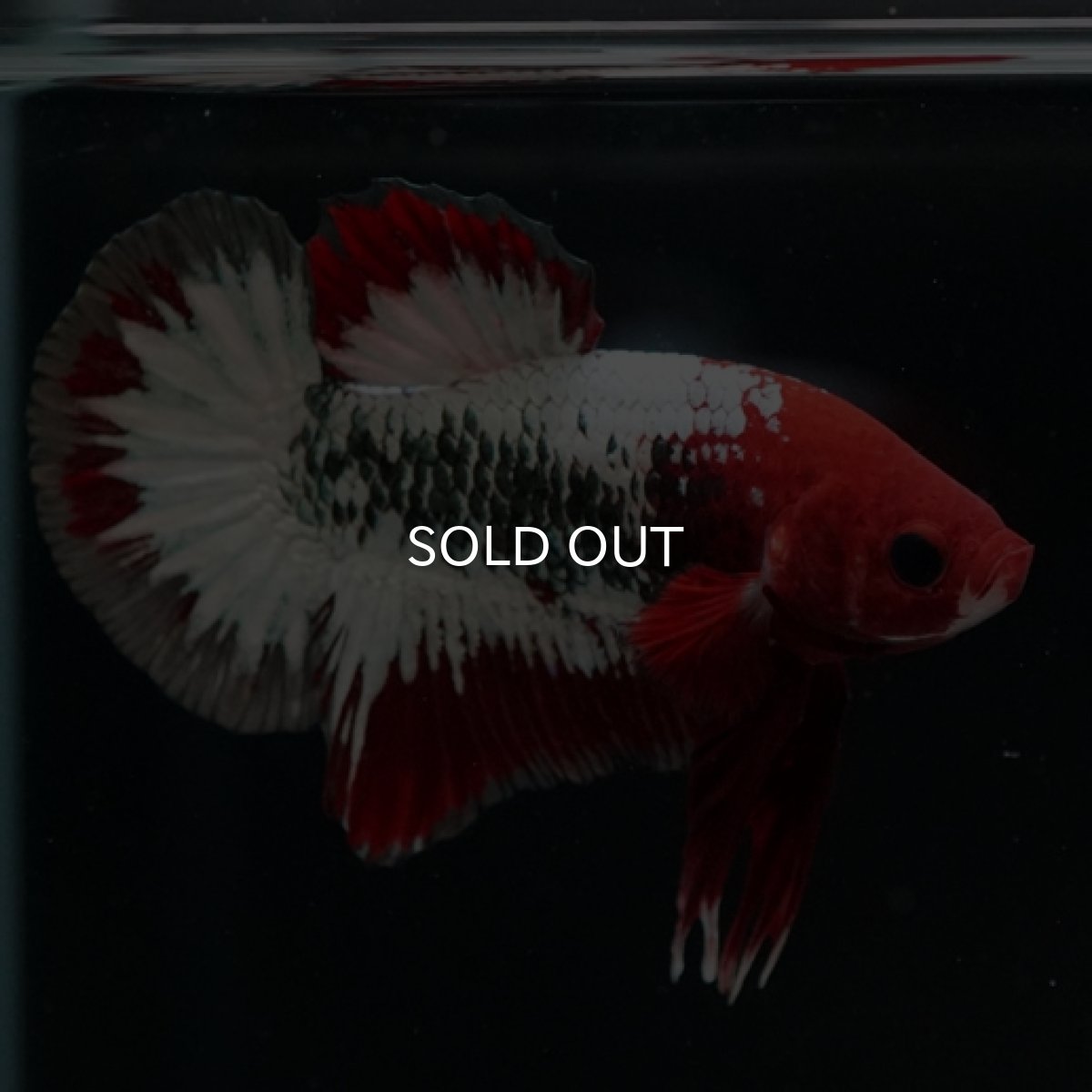 画像3: HMPK　ヘルボーイ (3)