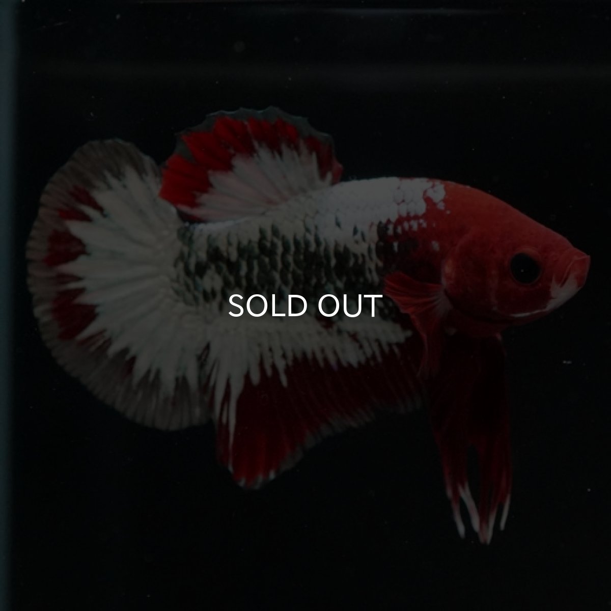 画像9: HMPK　ヘルボーイ (9)