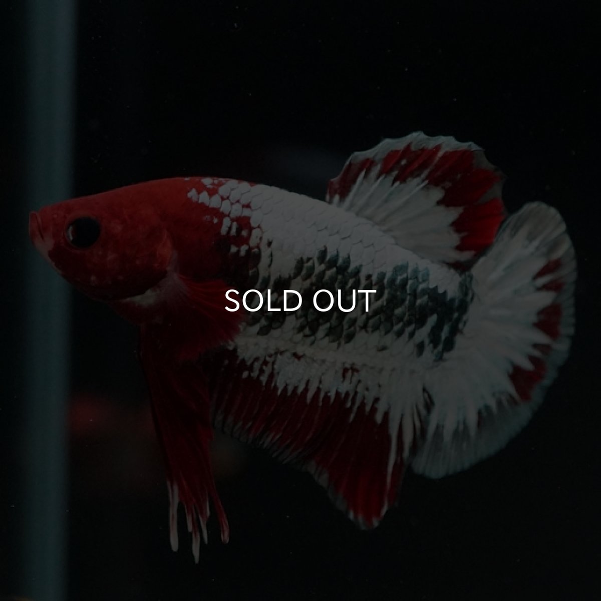 画像8: HMPK　ヘルボーイ (8)