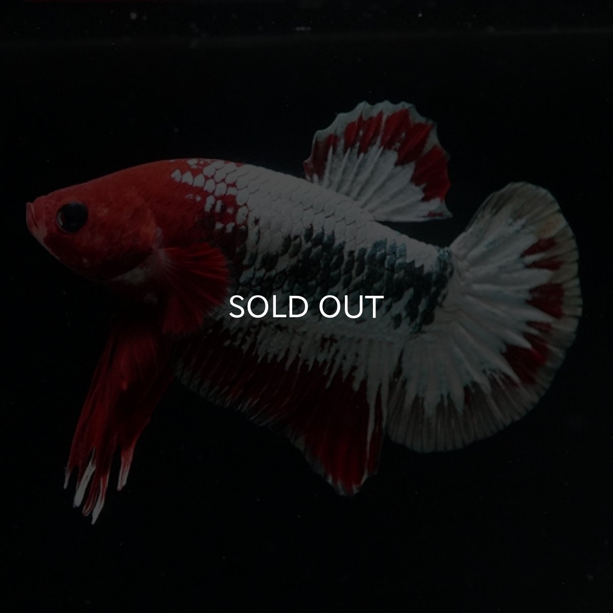 画像6: HMPK　ヘルボーイ (6)