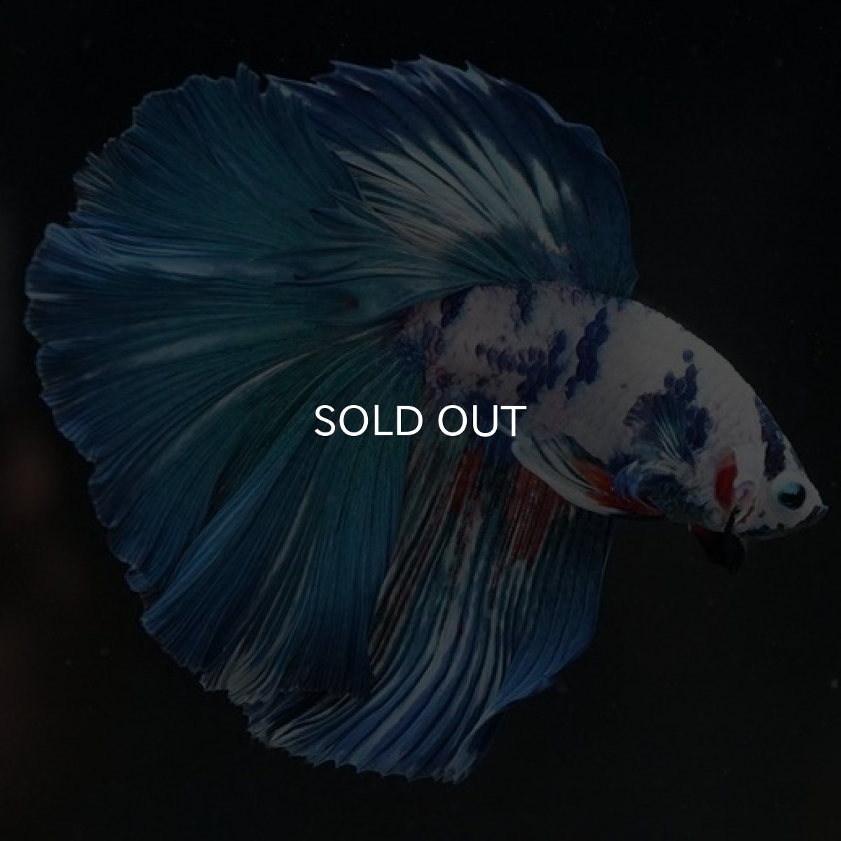 画像8: HM　ホワイトブルーマーブル (8)